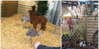 Lingener Kleintiertage in den Emslandhallen