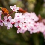 Frühling in Lingen © MK Art