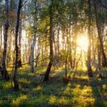 Natur / Wald in Lingen © MK Art