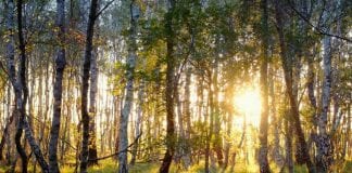 Natur / Wald in Lingen © MK Art