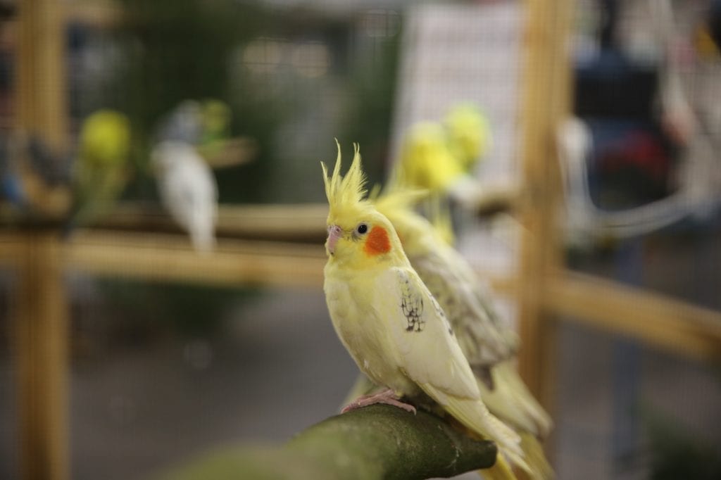 Vogelbörse in den Emslandhallen