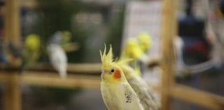 Vogelbörse in den Emslandhallen